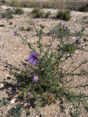 Tahoka Daisy