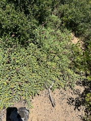 Salvia sonomensis, photograph (c) Kyle Elshoff, some rights reserved (CC BY)