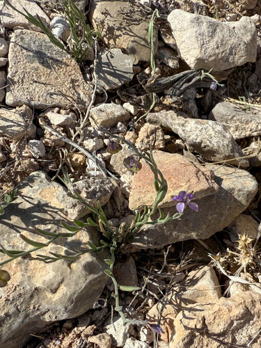 Blue Milkwort