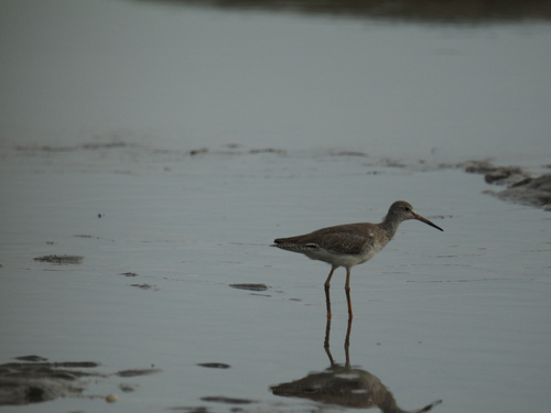 Common Redshank