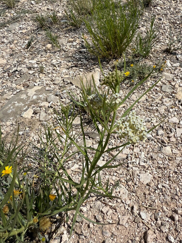Horsetail Milkweed