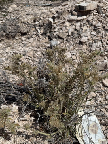 Thicksepal Cryptantha