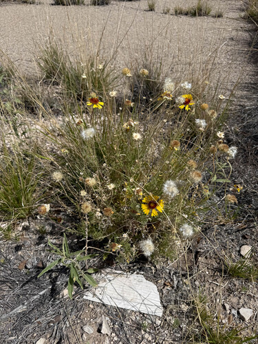 Red Dome Blanketflower