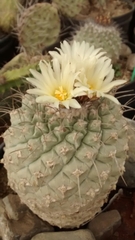 Chichimecactus corregidorae