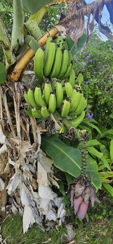 Musa acuminata observed 2026-06-11