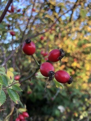 Rosa canina