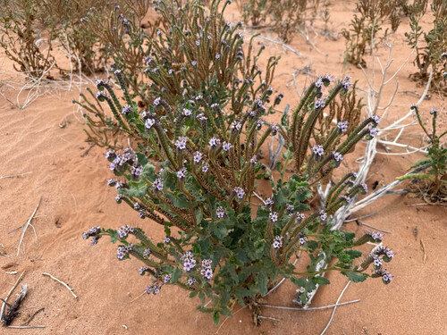 Gypsum Phacelia