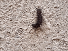 Erebidae