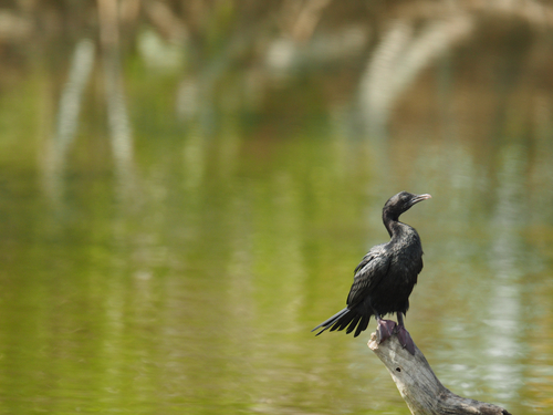 Little Cormorant