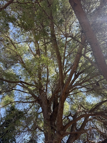 Ana tree