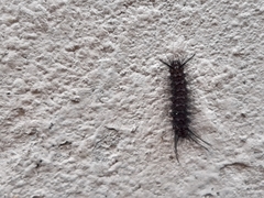 Erebidae