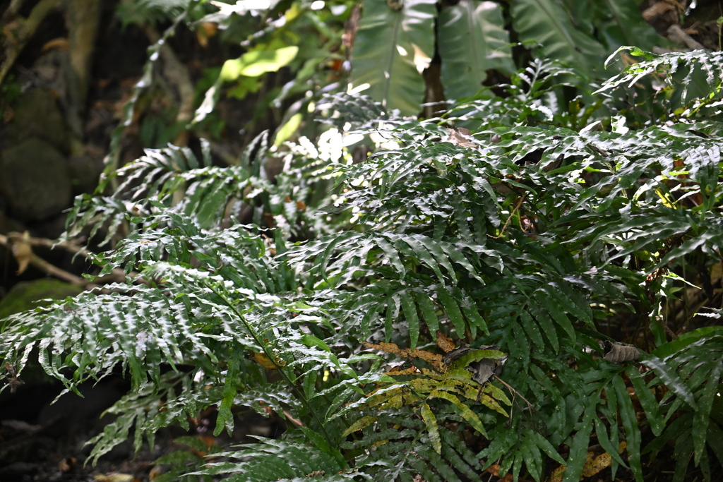 Leptochilus ellipticus; photograph (c) Bella Lin, some rights reserved (CC BY)