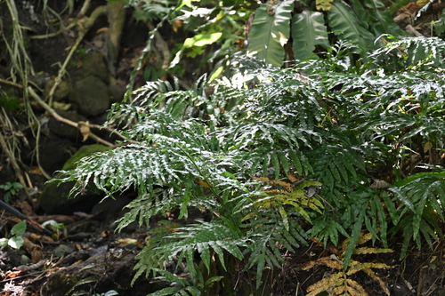Leptochilus ellipticus, photograph 3
