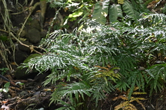 (c) Bella Lin, some rights reserved (CC BY) Leptochilus ellipticus, photograph (c) Bella Lin, some rights reserved (CC BY)