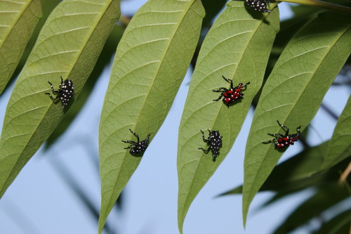 Spotted Lanternfly