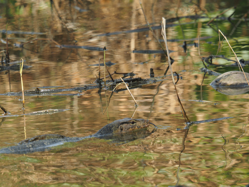 Common Water Monitor