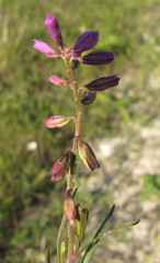 Polygala cretacea