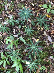 Paris polyphylla stenophylla