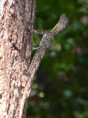 Draco maculatus