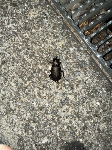 Calosoma chinense