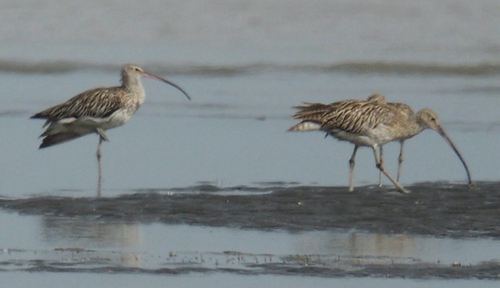 Eurasian Curlew