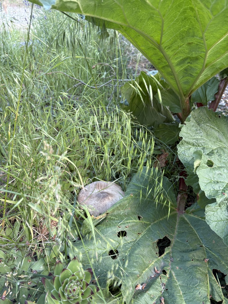 Yellow Stainer