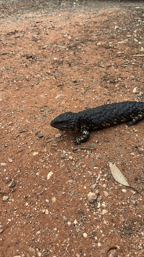Shingleback