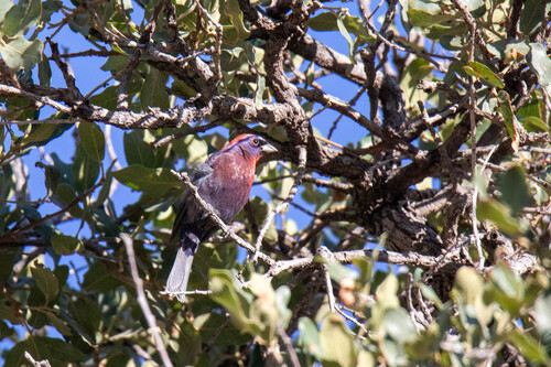Varied Bunting