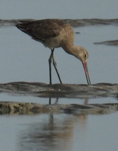 Black-tailed Godwit