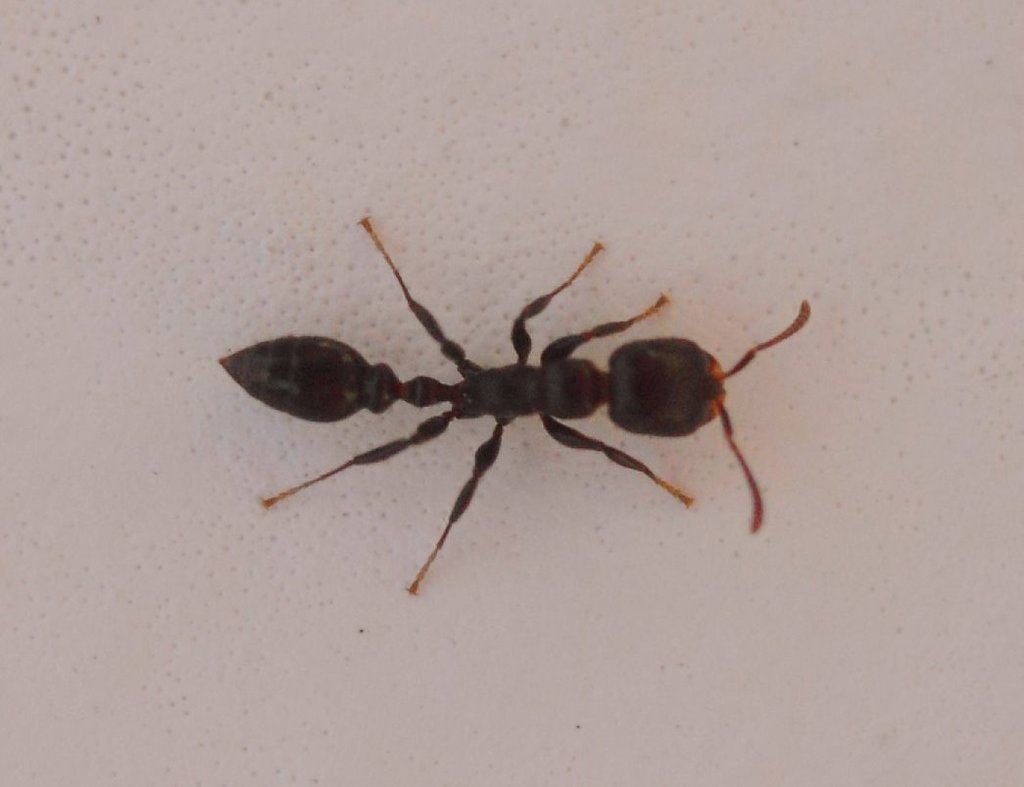 Shining Dark Twig Ant