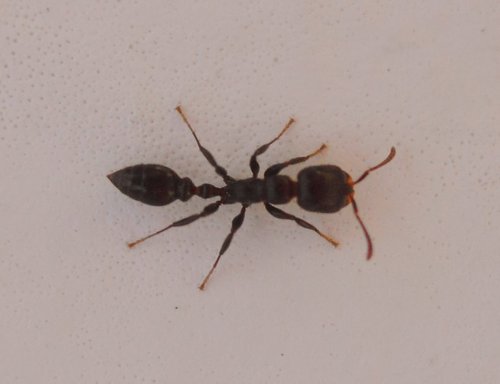 Shining Dark Twig Ant