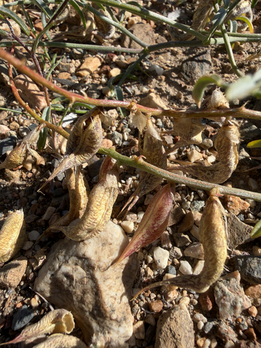 Astragalus casei observed 2026-06-11