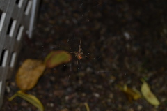 Latrodectus geometricus
