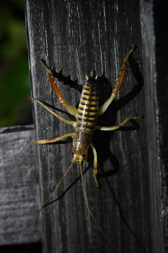 Wellington Tree Wētā photo 3