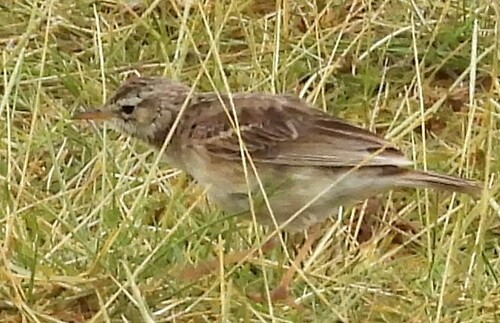 African Pipit (Anthus cinnamomeus), photo 6
