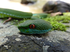 Trimeresurus rubeus