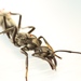 Ponerine Ants - Photo (c) Yonatan Munk, some rights reserved (CC BY-NC-SA)