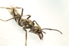 Ponerine Ants - Photo (c) Yonatan Munk, some rights reserved (CC BY-NC-SA)