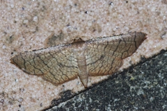 Hypolamprus ypsilon