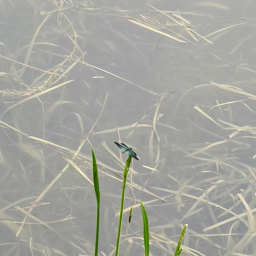 Butterfly Flutterer