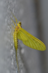 Ameletopsis perscitus