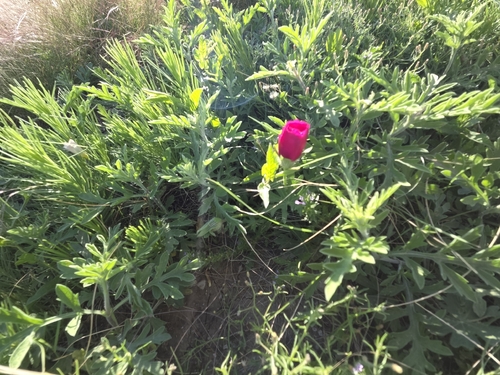 winecup mallow