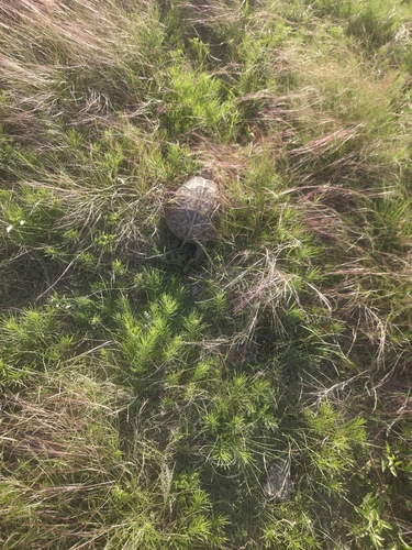 Ornate Box Turtle