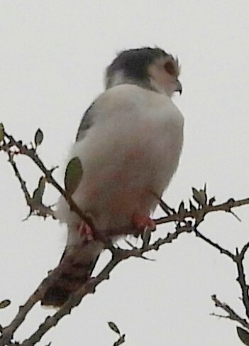 Pygmy Falcon (Polihierax semitorquatus), photo 1