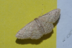 Idaea neovalida