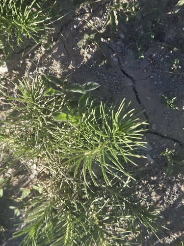 plains milkweed