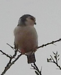 Pygmy Falcon (Polihierax semitorquatus), photo 2