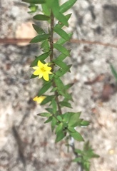 Gnidia juniperifolia