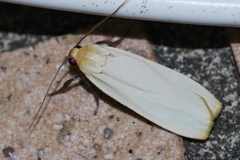 Eilema laevis