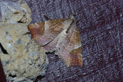 Olulis japonica